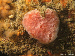 Aplidium elegans