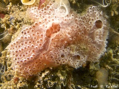 Aplidium elegans