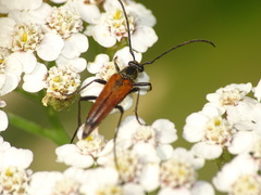 Stenurella bifasciata