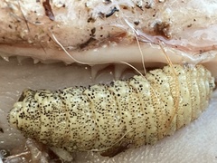 Cephenemyia