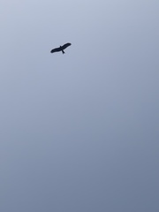 Milvus migrans