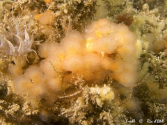Aplidium punctum