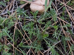 Achillea odorata