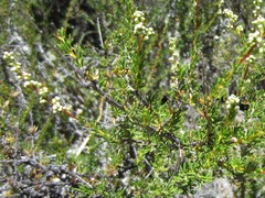 Adenostoma fasciculatum