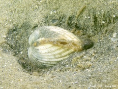 Cerastoderma edule