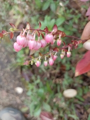 Gaultheria erecta