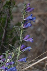 Penstemon heterophyllus