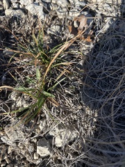 Marshallia caespitosa