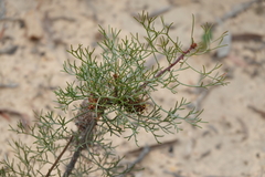 Petrophile canescens