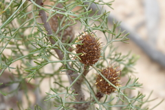 Petrophile canescens