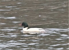 Mergus merganser merganser