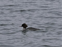Mergus merganser merganser