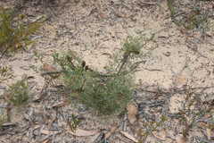 Petrophile canescens