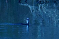 Phalacrocorax carbo sinensis