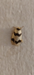 Padenia transversa