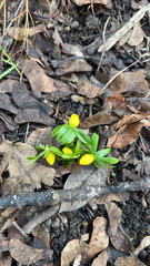 Eranthis hyemalis