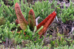 Gasteria acinacifolia