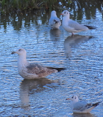 Chroicocephalus ridibundus