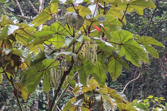 Cecropia obtusifolia