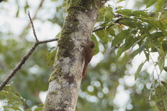 Glyphorynchus spirurus