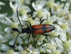 Stenurella bifasciata