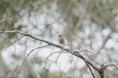 Sporophila morelleti