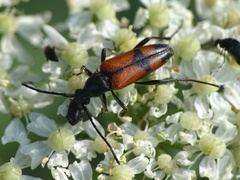 Stenurella bifasciata