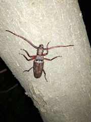 Aegosoma sinicum sinicum