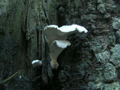 Amaropostia stiptica