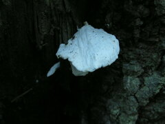 Amaropostia stiptica