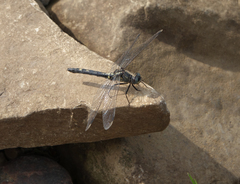 Leucorrhinia orientalis