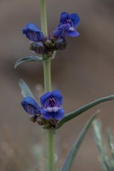 Penstemon heterophyllus