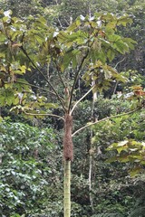 Cecropia obtusifolia