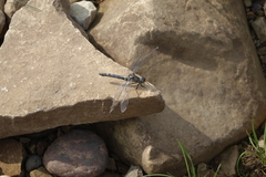 Leucorrhinia orientalis