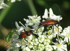 Stenurella bifasciata