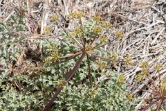 Tauschia parishii