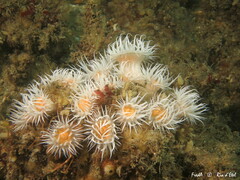 Actinothoe sphyrodeta