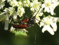 Stenurella bifasciata