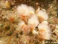 Morchellium argus