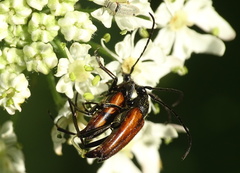 Stenurella bifasciata