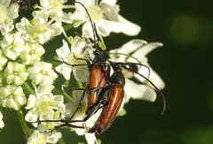 Stenurella bifasciata