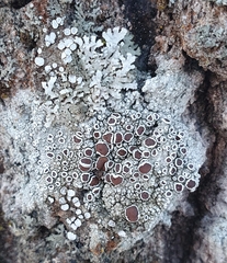 Physconia distorta
