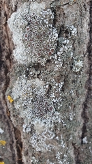 Physconia distorta