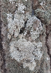 Physconia distorta