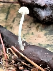 Roridomyces roridus