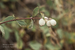 Symphoricarpos rotundifolius