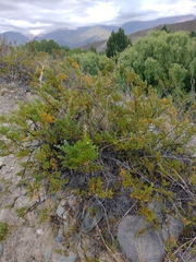 Larrea nitida