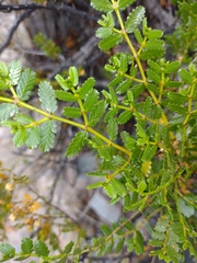 Larrea nitida