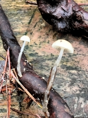 Roridomyces roridus