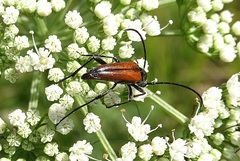 Stenurella bifasciata